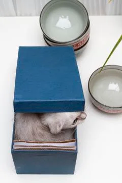 Cat inside the present box Stock Photos