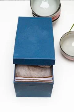 Cat inside the present box Foto stock