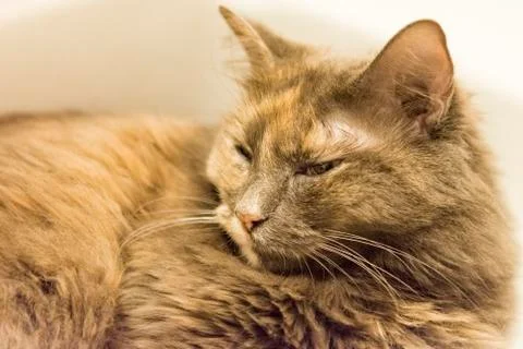 Cat inside sink Stock Photos