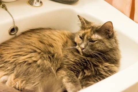 Cat inside sink Stock Photos