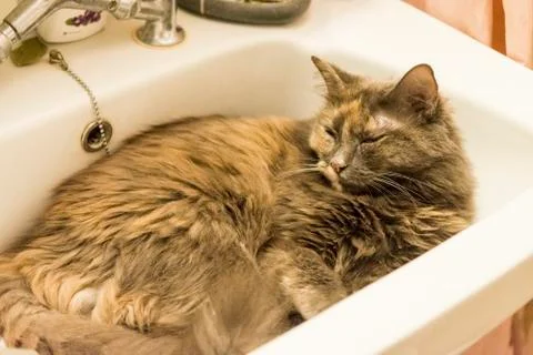 Cat inside sink Stock Photos