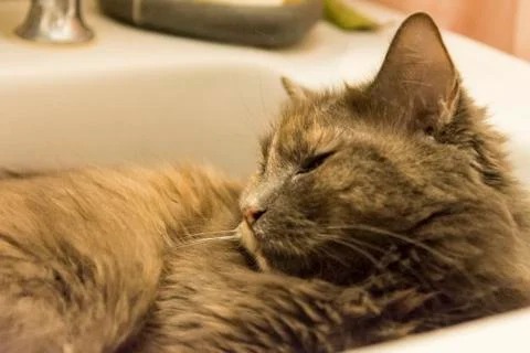 Cat inside sink Stock Photos