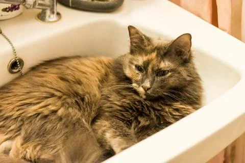Cat inside sink Stock Photos