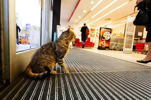 Cat inside the store Stock Photos
