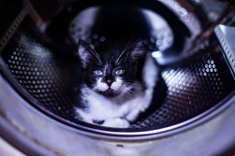 Cat inside the washing machine Stock Photos