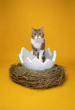 Cat inside of white easter egg on yellow background with copy space Stock Photos