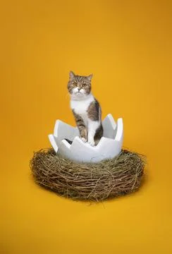 Cat inside of white easter egg on yellow background with copy space Stock Photos