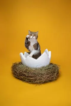 Cat inside of white easter egg on yellow background with copy space Stock Photos
