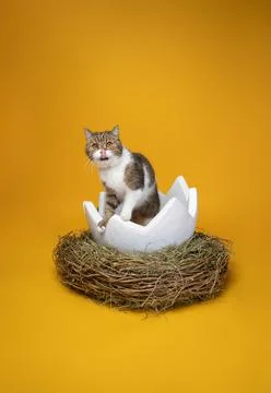 Cat inside of white easter egg on yellow background with copy space Stock Photos