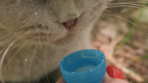 Cat Inspecting Cap, An Attentive Cat Gently Explores Blue Cap In Sunlight Stock Footage 327039237