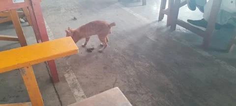 Cat Instinctively Scratching the Floor After Defecating Without Litter Stock Footage 345069864