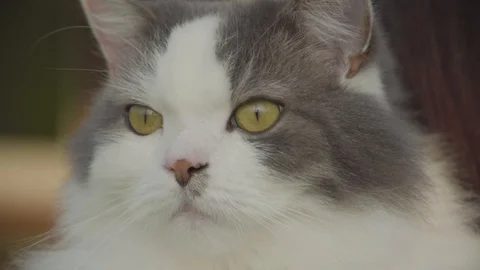 Cat intensely looking into the distance 2 4k Stock Footage 94250887