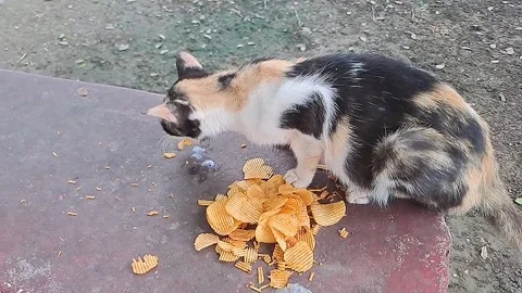 Cat Interacting with 4u French Fries on Outdoor Seating, Slow Motion Stock Footage 318171553
