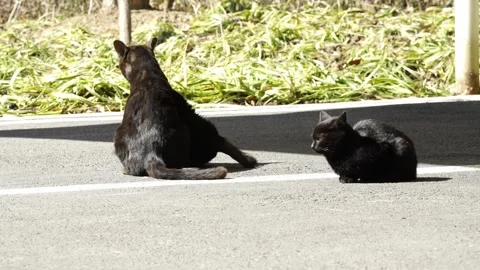 Cat interactions Stock Footage 329119205