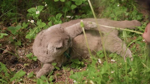 Cat Interacts Cheerfully With Grass In Sunlight, Lively Cat Enthusiastically Stock Footage 327039360