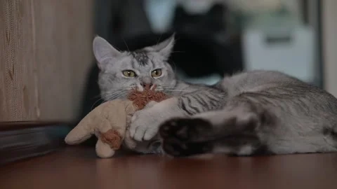 A cat interacts with a stuffed toy on the floor in a home setting. The animal 스톡 동영상 337101518