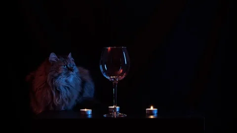 The cat interested in and sniffs a glass of wine over dark background with Stock Footage 120333091