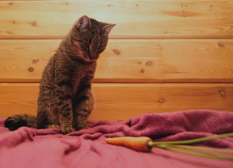 A cat interested in carrots. Stock Photos