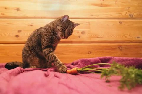 A cat interested in carrots. Stock Photos