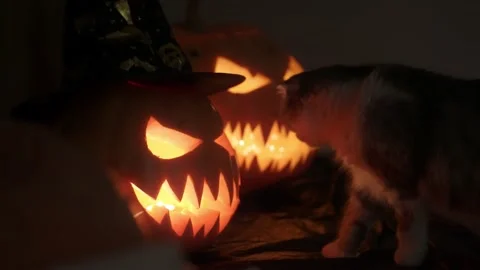 The cat is introduced to the Halloween pumpkins during the feast of the saints Stock Footage 217369029