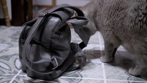 Cat investigates gray backpack Stock Footage 312011962