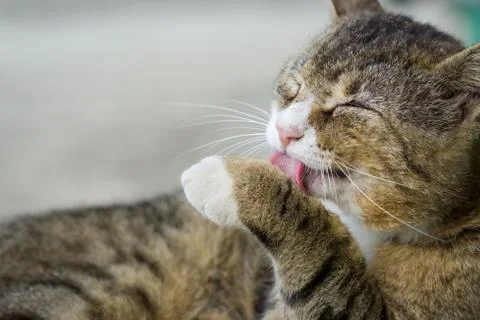 Cat isolated with blurred gray background Stock Photos