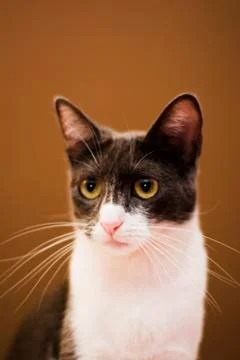 Cat isolated on brown background Stock Photos