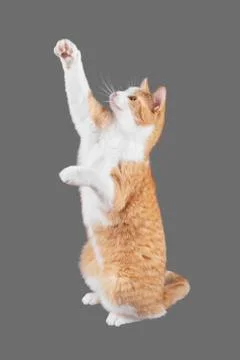 Cat isolated on gray background Stock Photos