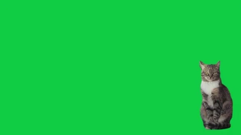 Cat isolated in green screen 4k video clip Stock Footage 252485202