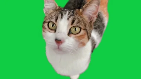 Cat isolated in green screen 4k video clip Stock Footage 252485211