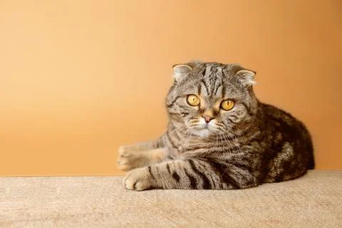 Cat isolated lies on a scratching post. Cardboard scratching post for a cat. Foto stock