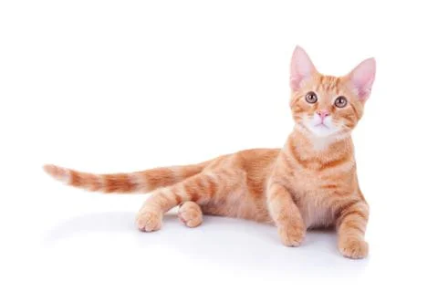 Cat Isolated Stock Photos