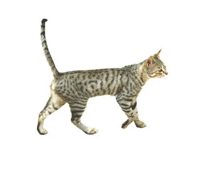 Cat isolated Stock Photos