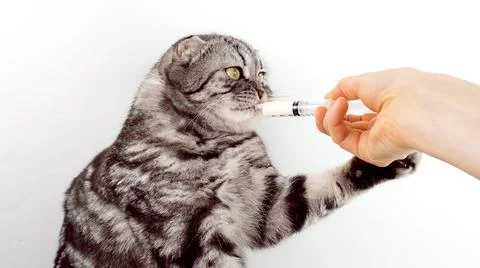 Cat isolated on a white background drinks milk from a syringe.  Stock Photos
