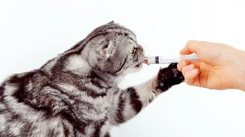 Cat isolated on a white background drinks milk from a syringe.  Stock Photos