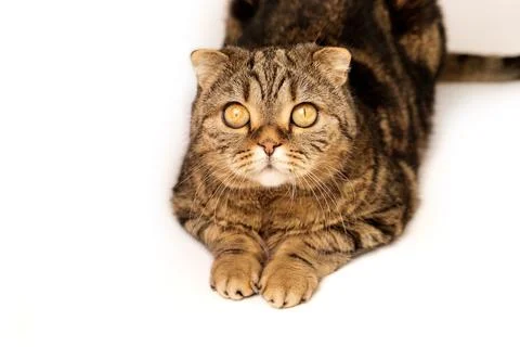 The cat is isolated on a white background looking close up.  Fotos de archivo
