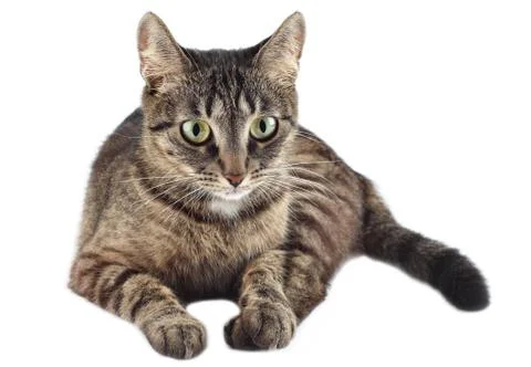 Cat isolated on white background. Stock Photos