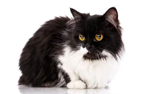 The cat is isolated on a white background Stock Photos