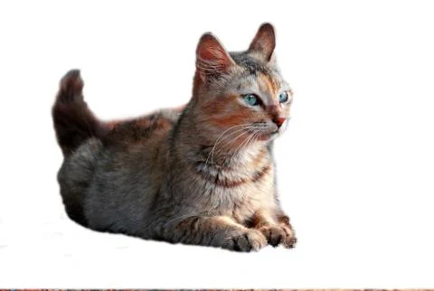 Cat isolated in white background Stock Photos