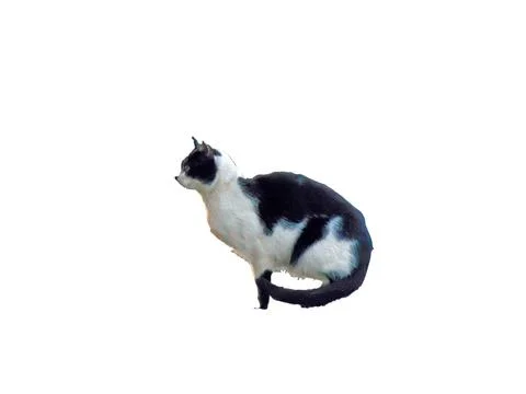 Cat isolated on white background Photos