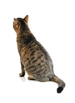 The cat is isolated on a white background. Stock Photos