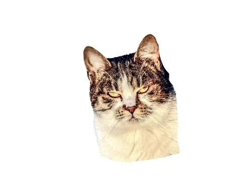 Cat isolated on white background 写真素材