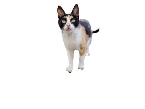 Cat isolated on white background 스톡 사진