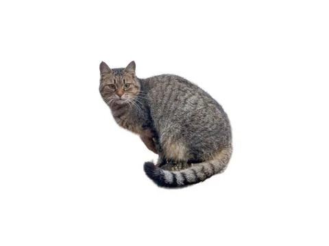 Cat isolated on white background Stock Photos