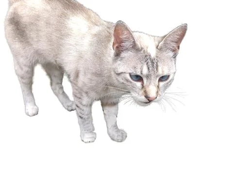 Cat isolated on white background Foto stock