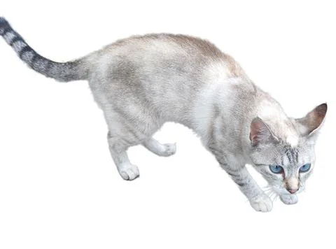 Cat isolated on white background Фото