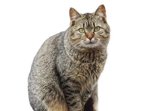 Cat isolated on white background Foto stock