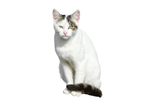 Cat isolated on white background Stock Photos