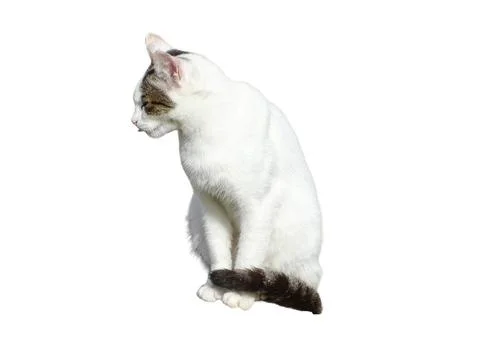 Cat isolated on white background 스톡 사진