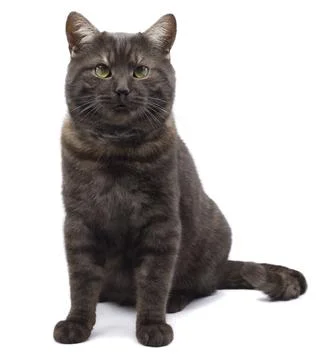 Cat isolated on white background with shadow. Foto stock